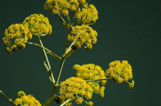 Galbanum Oil: Nature's Remedy for Pain, Skin, and Immune Health